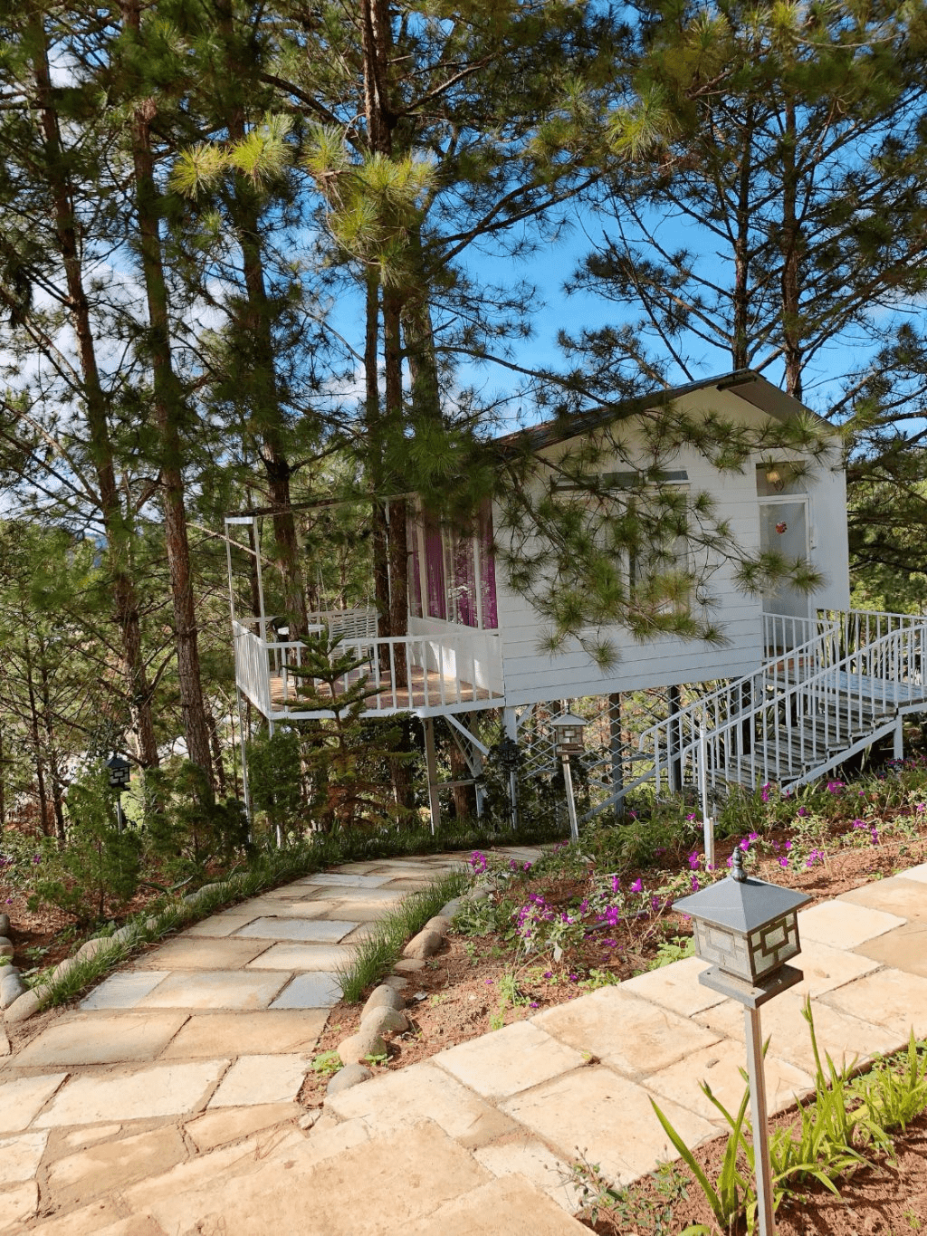 pine hill homestay đà lạt view rừng thông