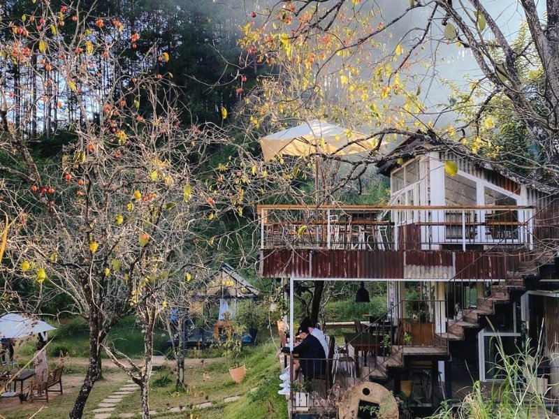 homestay đà lạt view rừng thông lý tưởng