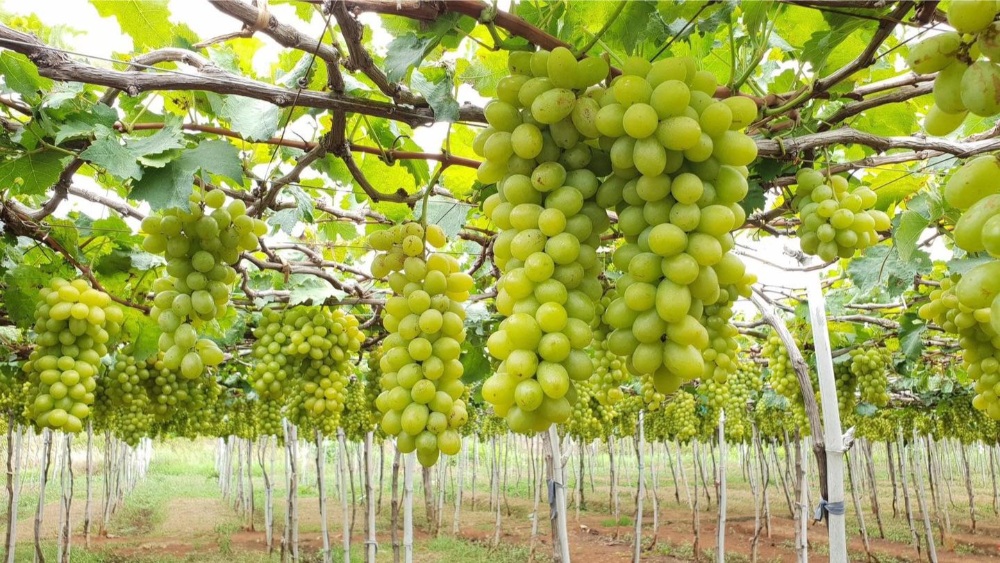 hang rái - vĩnh hy - vườn nho