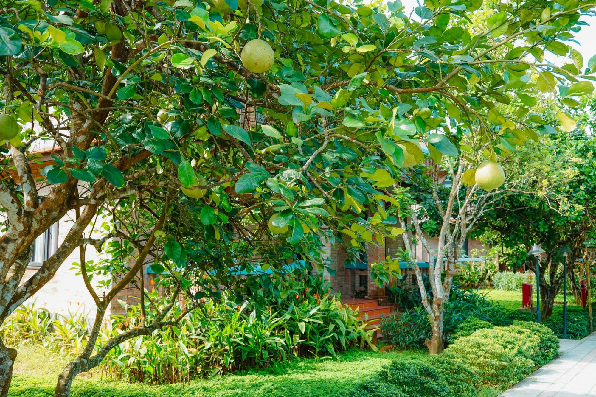 Thanh trà Huế là sản vật địa phương có vị ngọt thanh, đậm đà