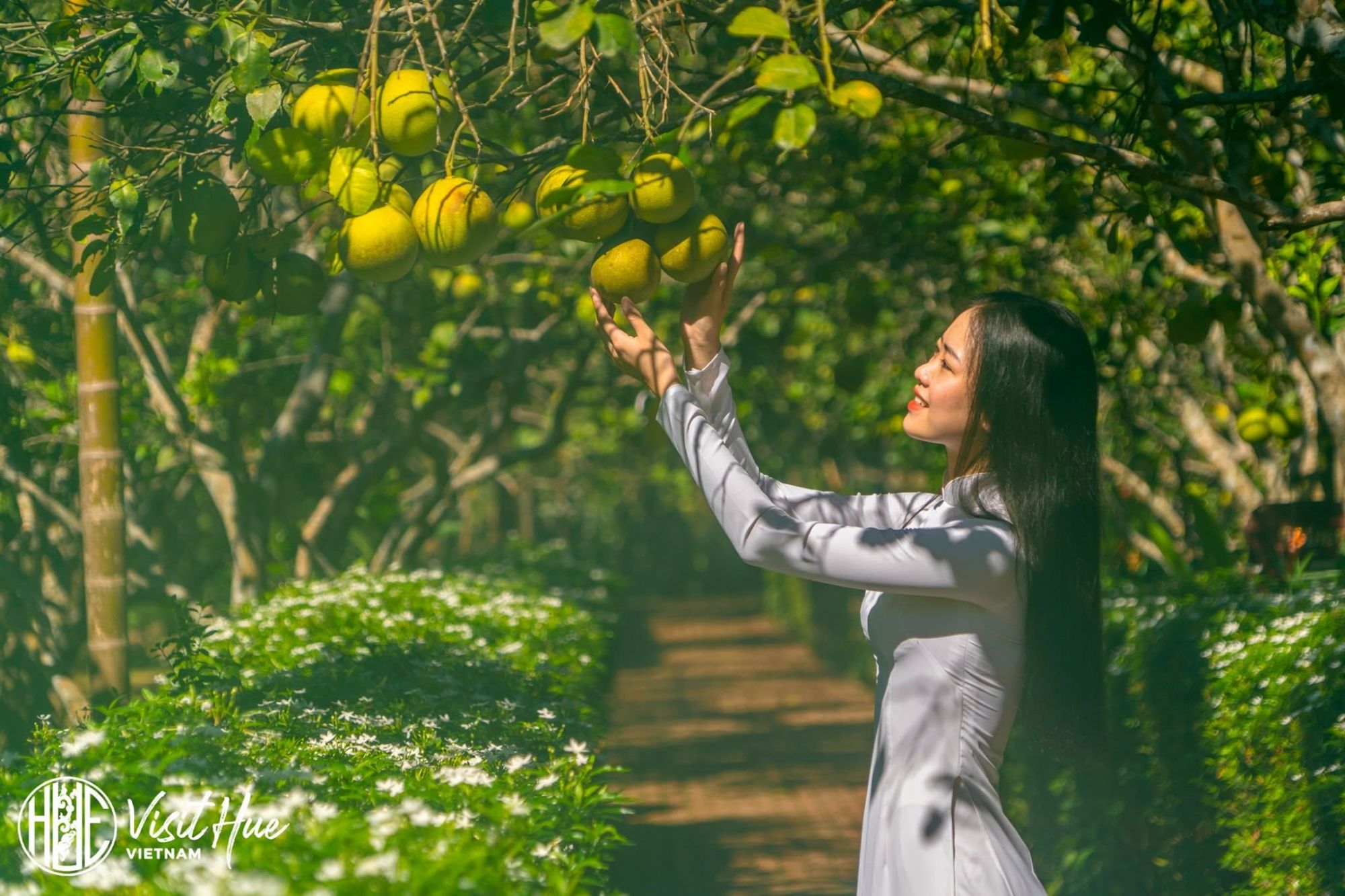 Thanh trà được trồng nhiều tại vùng đất Thủy Biều bèn sông Hương