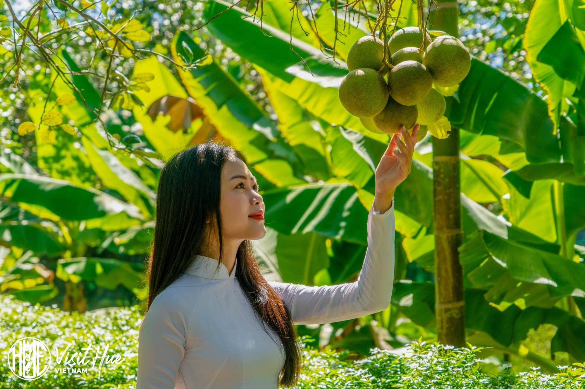 Cây thanh trà có tuổi thọ rất cao, cho trái đều đặn hàng năm 