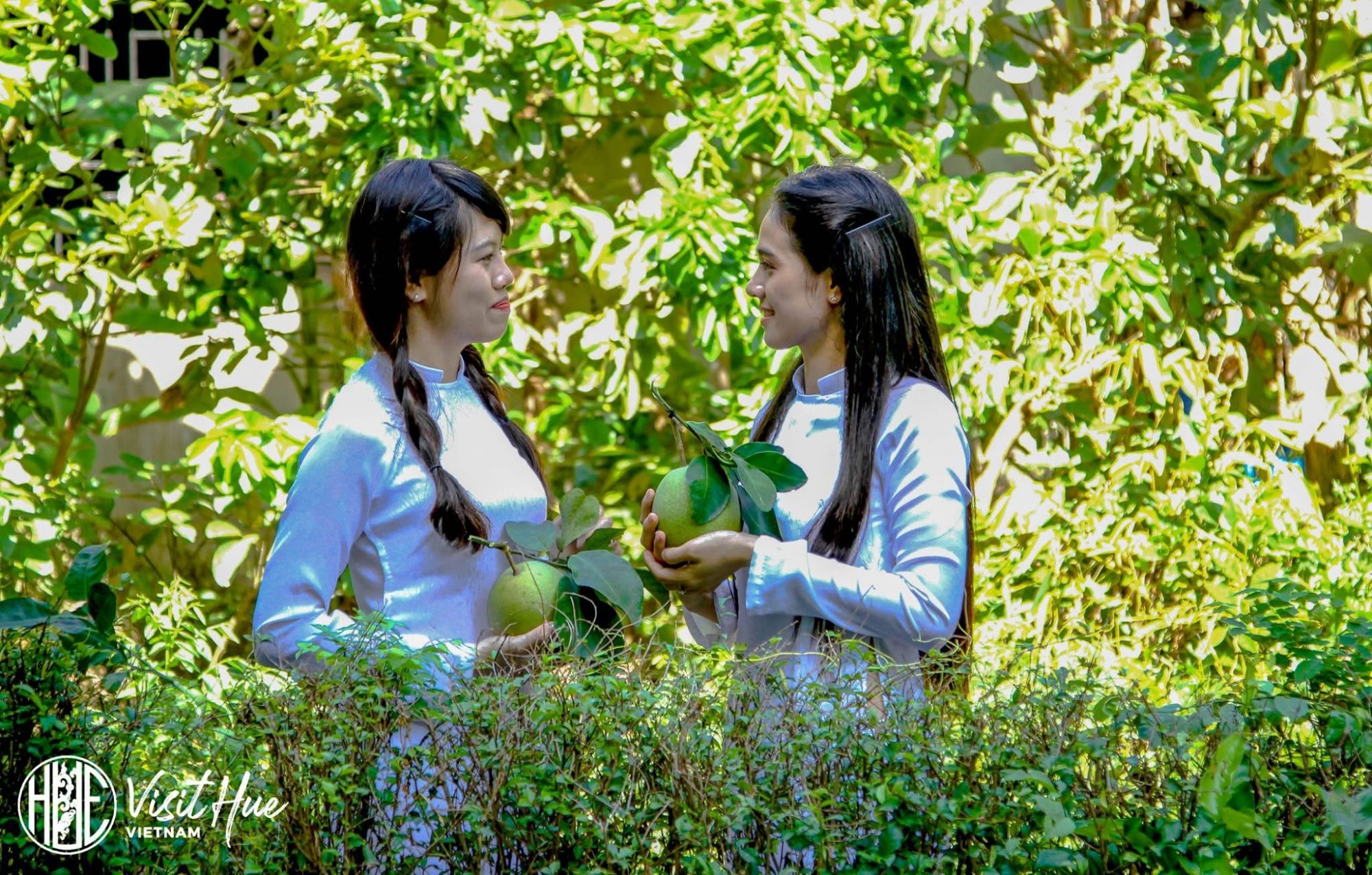 Mùa thanh trà Huế rơi và tháng 8 đến tháng 9 âm lịch