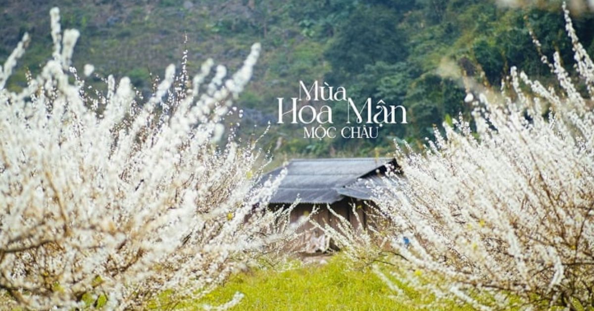 Mộc Châu - Mùa hoa trắng: Du lịch cao nguyên và homestay giữa đồi chè